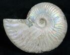 Silver Iridescent Ammonite - Madagascar #13693-1